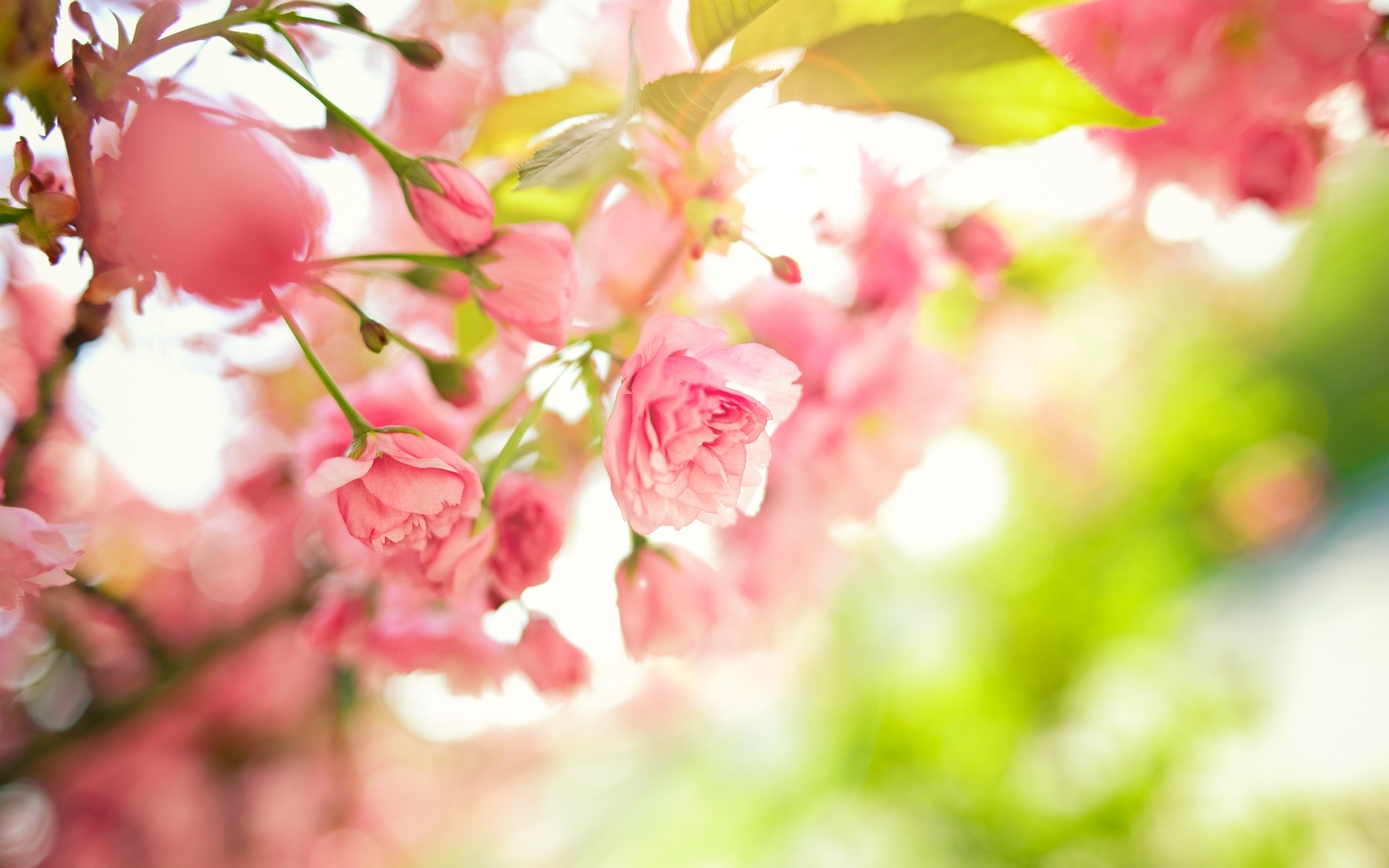 Фото бесплатно розовые цветы, лепестки, ветки