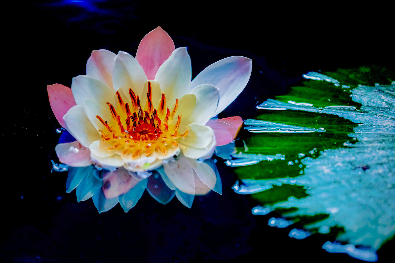 Обои цветы водяные лилии водяная красавица на рабочий стол
