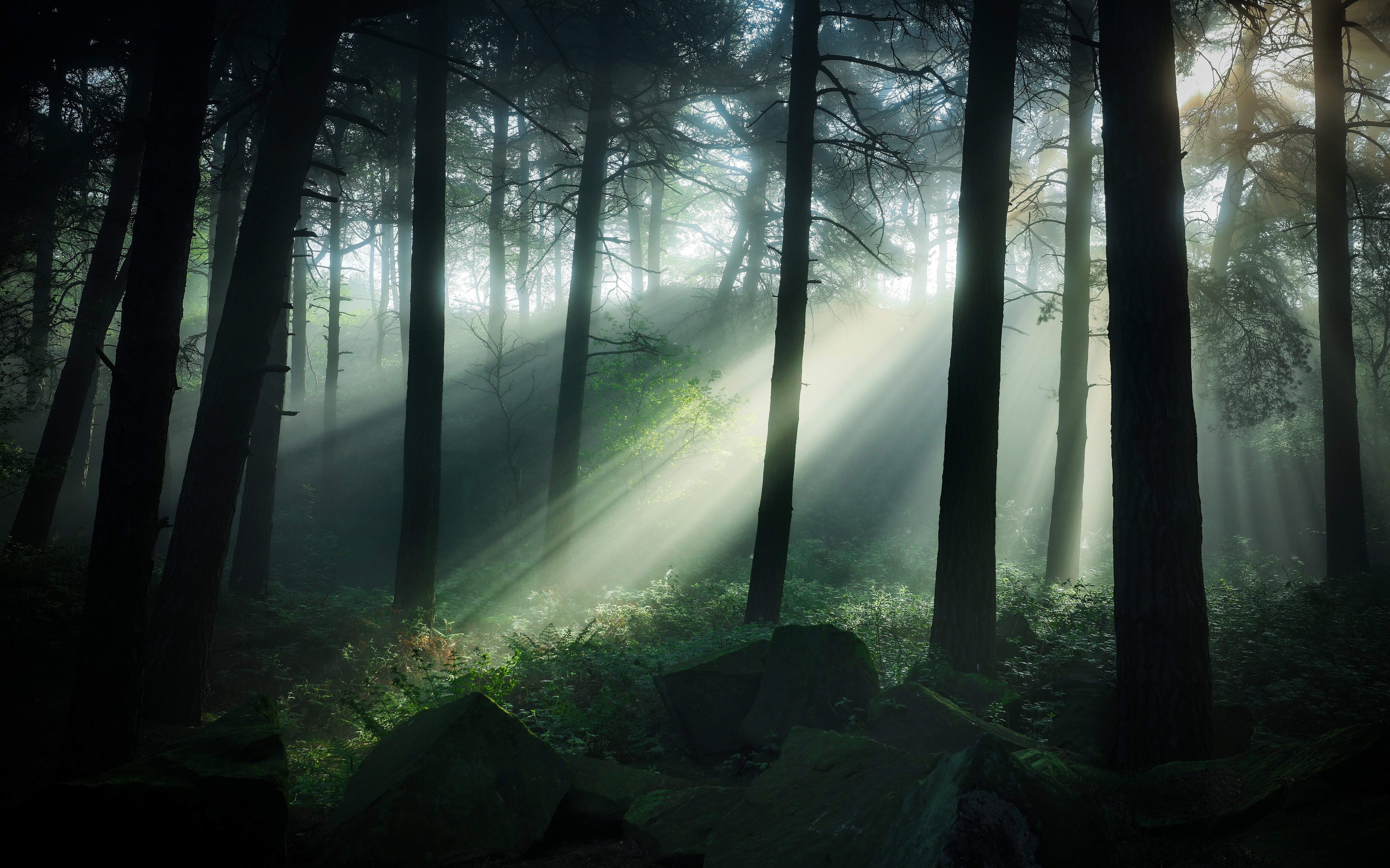 Фото бесплатно темный лес, деревья, солнце