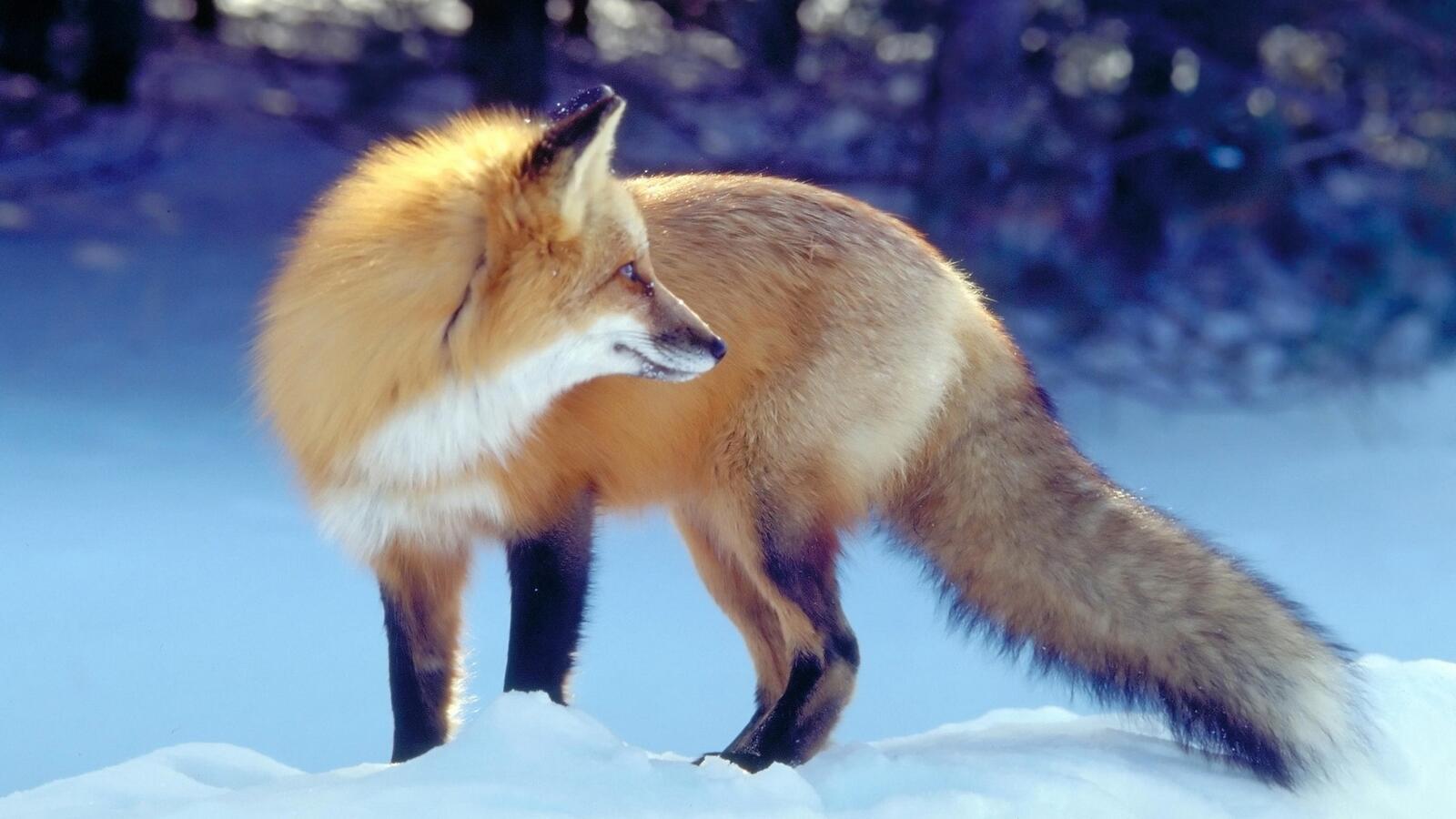 免费照片桌面上的狐狸图片