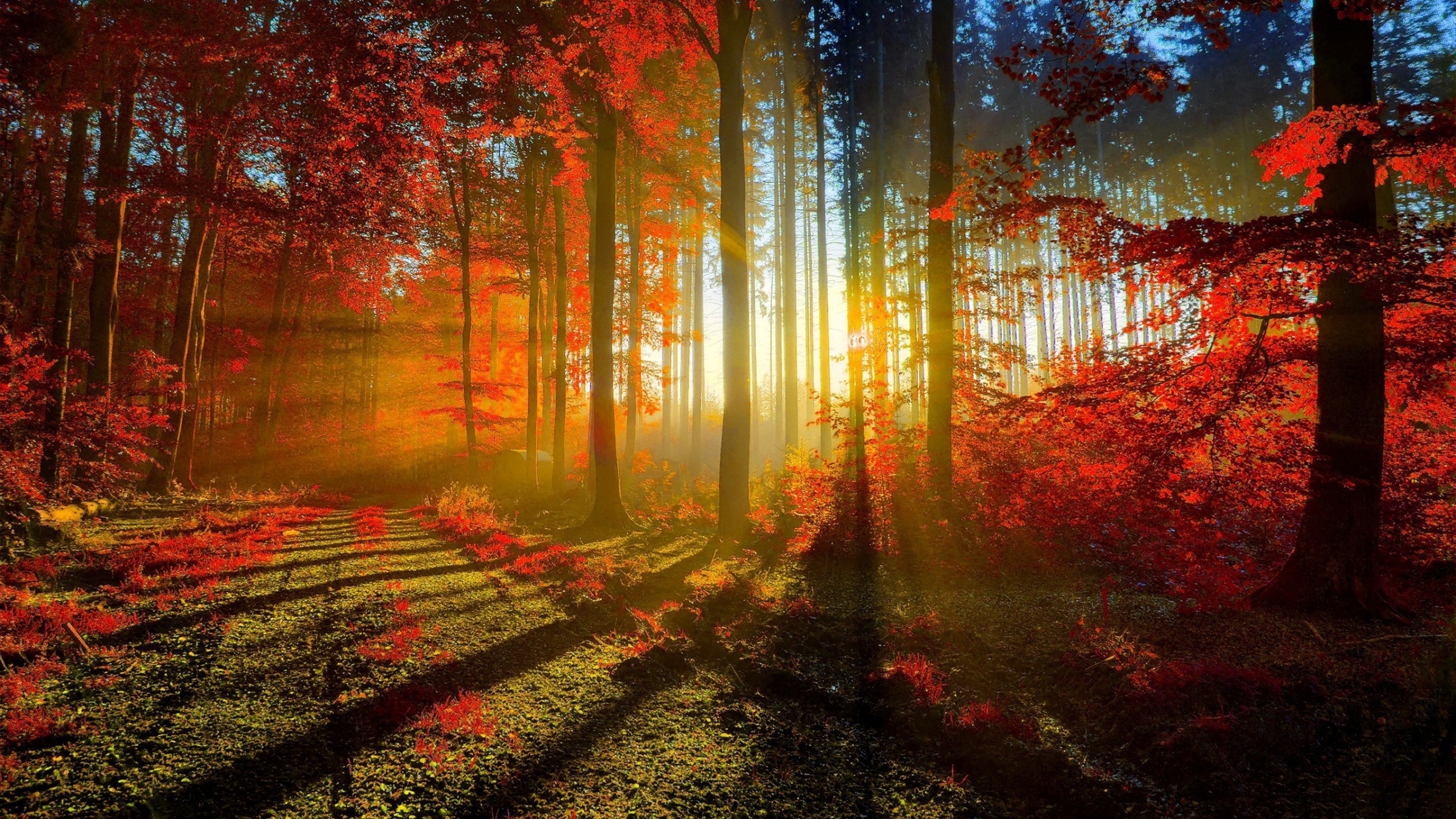 Фото бесплатно обои осень, солнечные лучи, деревья
