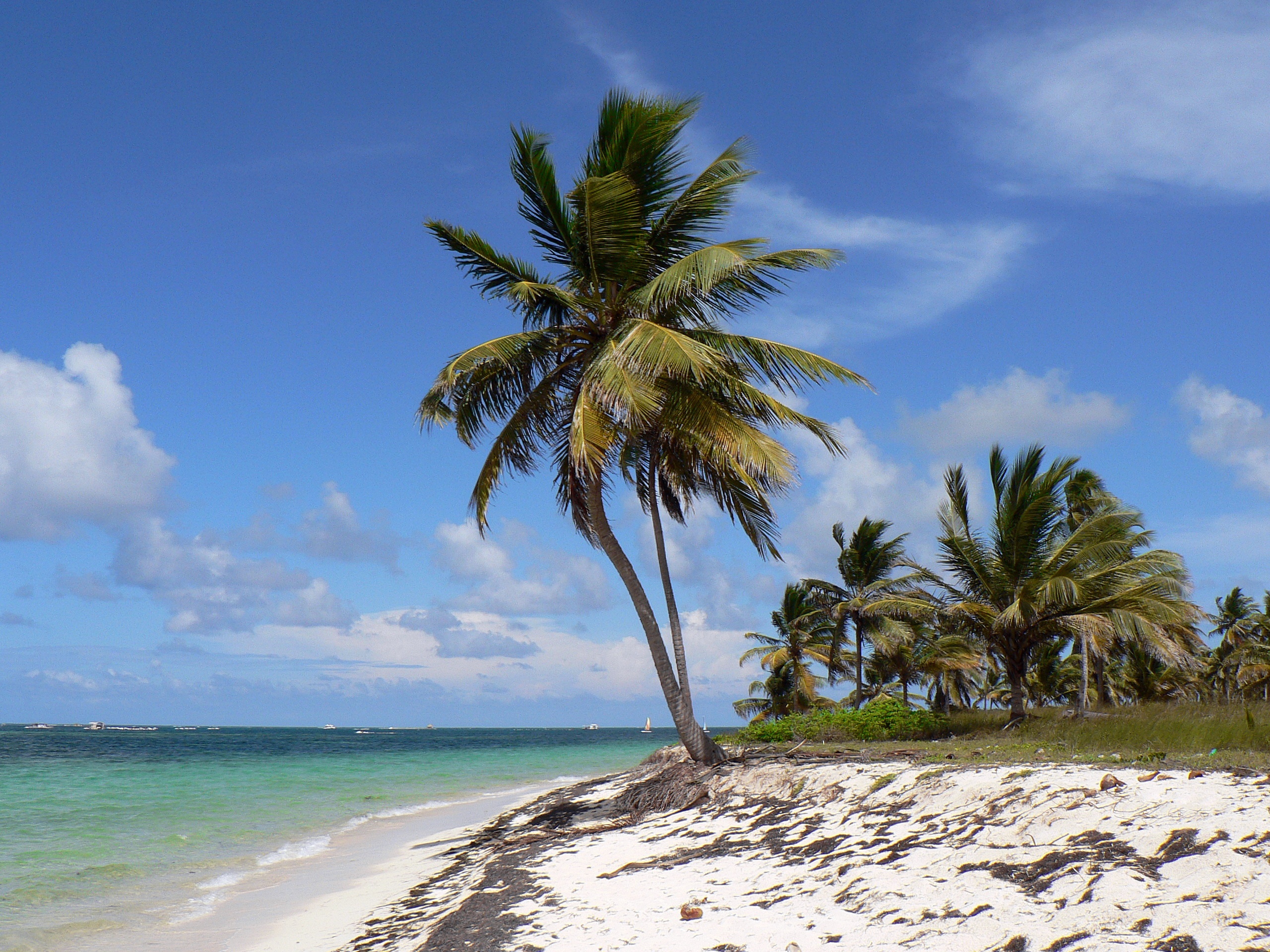 Фото рай, тропики, пейзажи, пляж, берег, дерево, залив, доминиканская республика, море, ареалы, отпуск, Пунта-Кана, растение, океан, водоём - бесплатные картинки на Fonwall