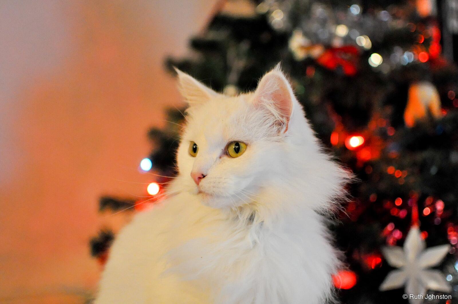 Обои кошка белая кошка новогодняя елка на рабочий стол