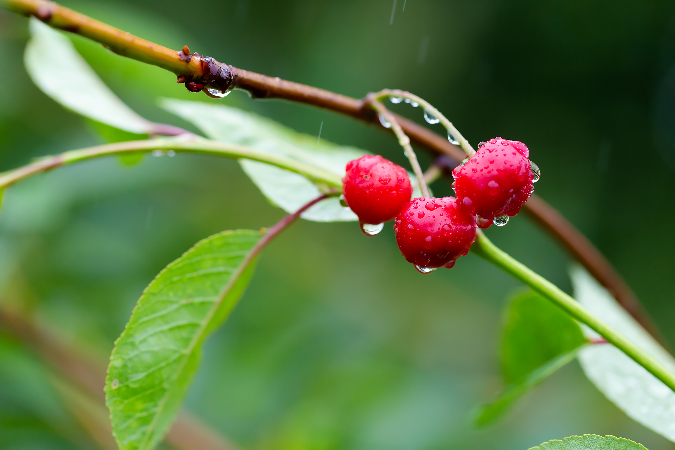 免费照片雨中的樱桃树