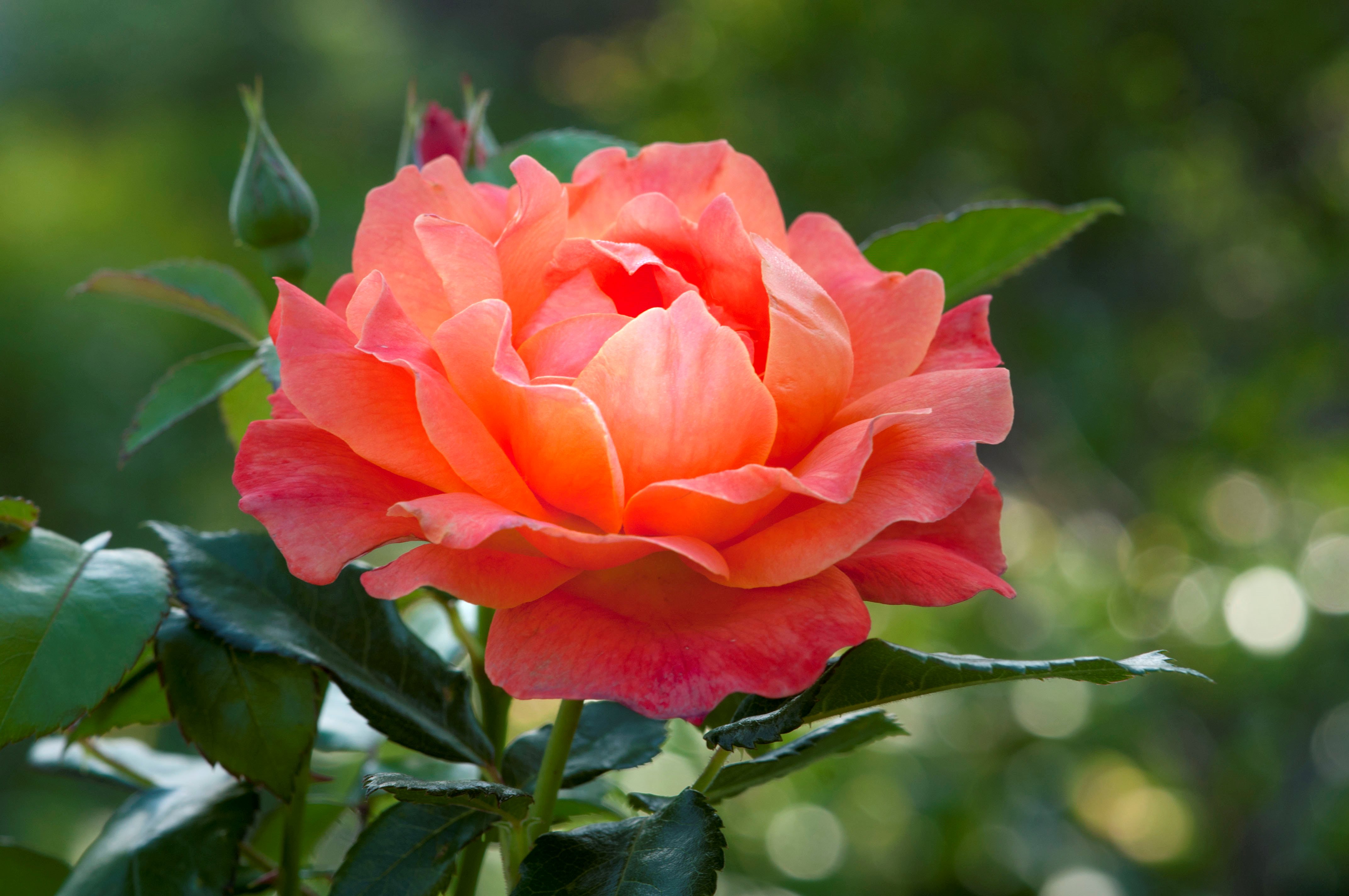 Фото бесплатно макро, розы, красочные