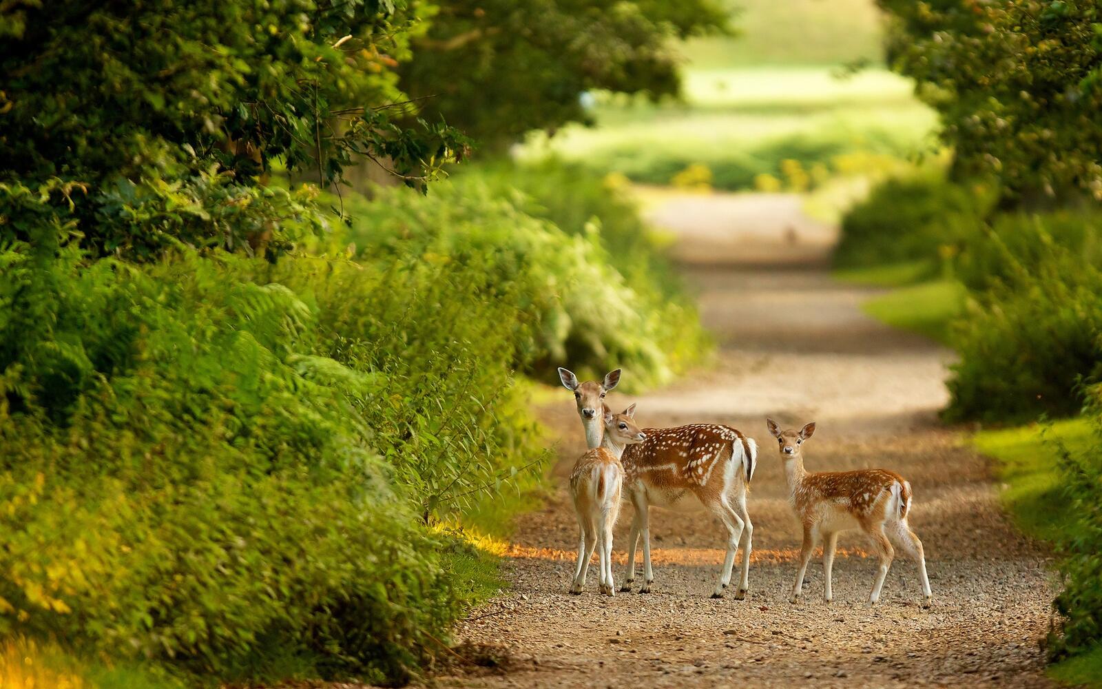 Wallpapers doe path fawn on the desktop