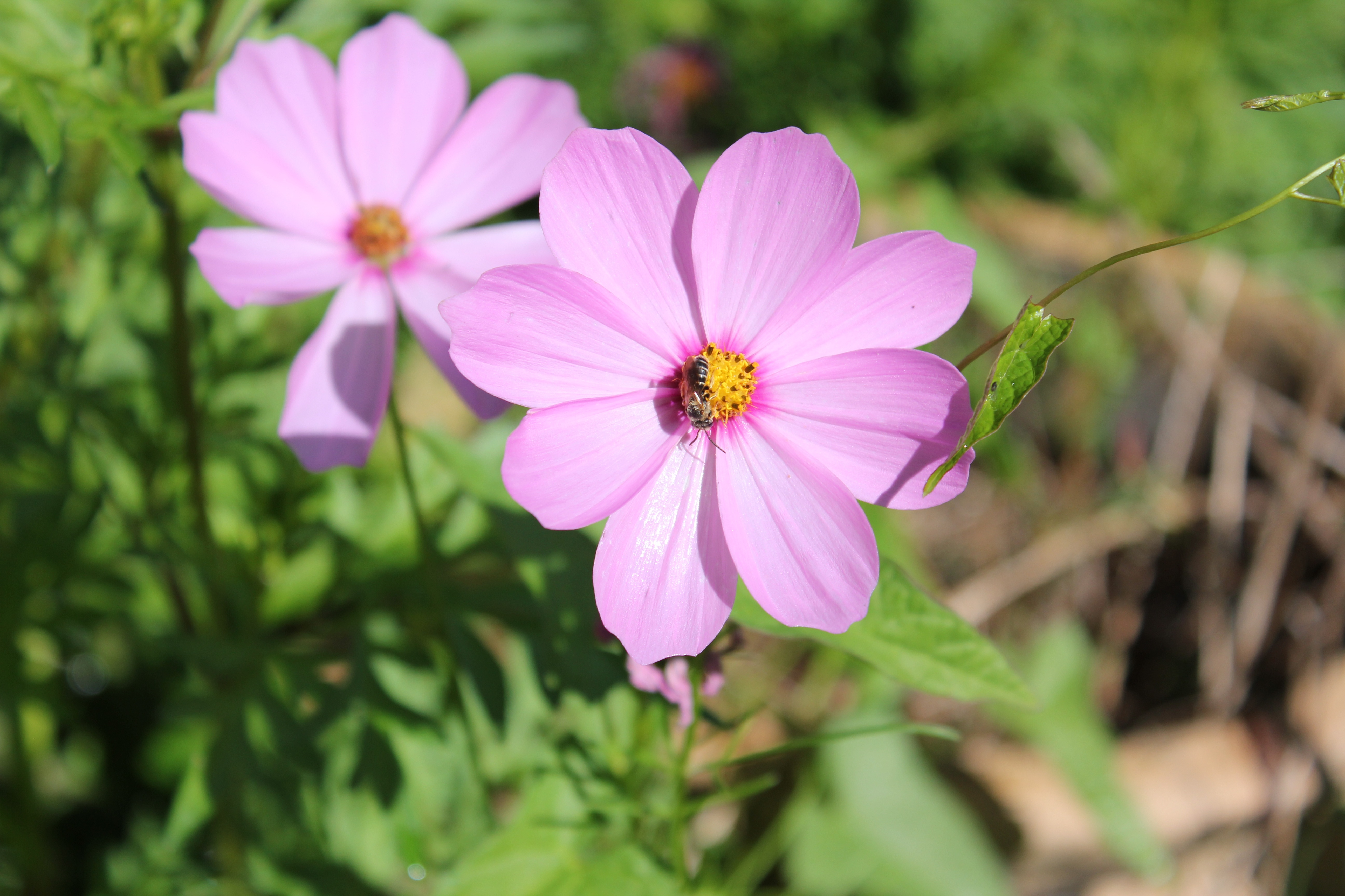 Wallpapers flowers pink color cosmos plant on the desktop