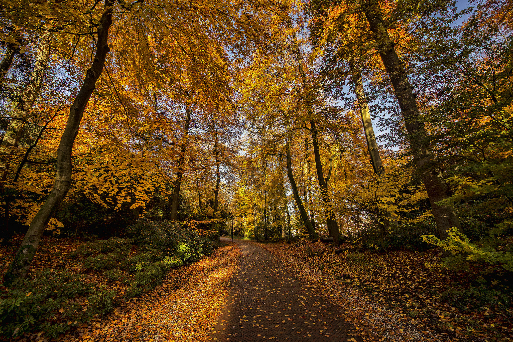 Wallpapers yellow leaves road in the forest forest on the desktop
