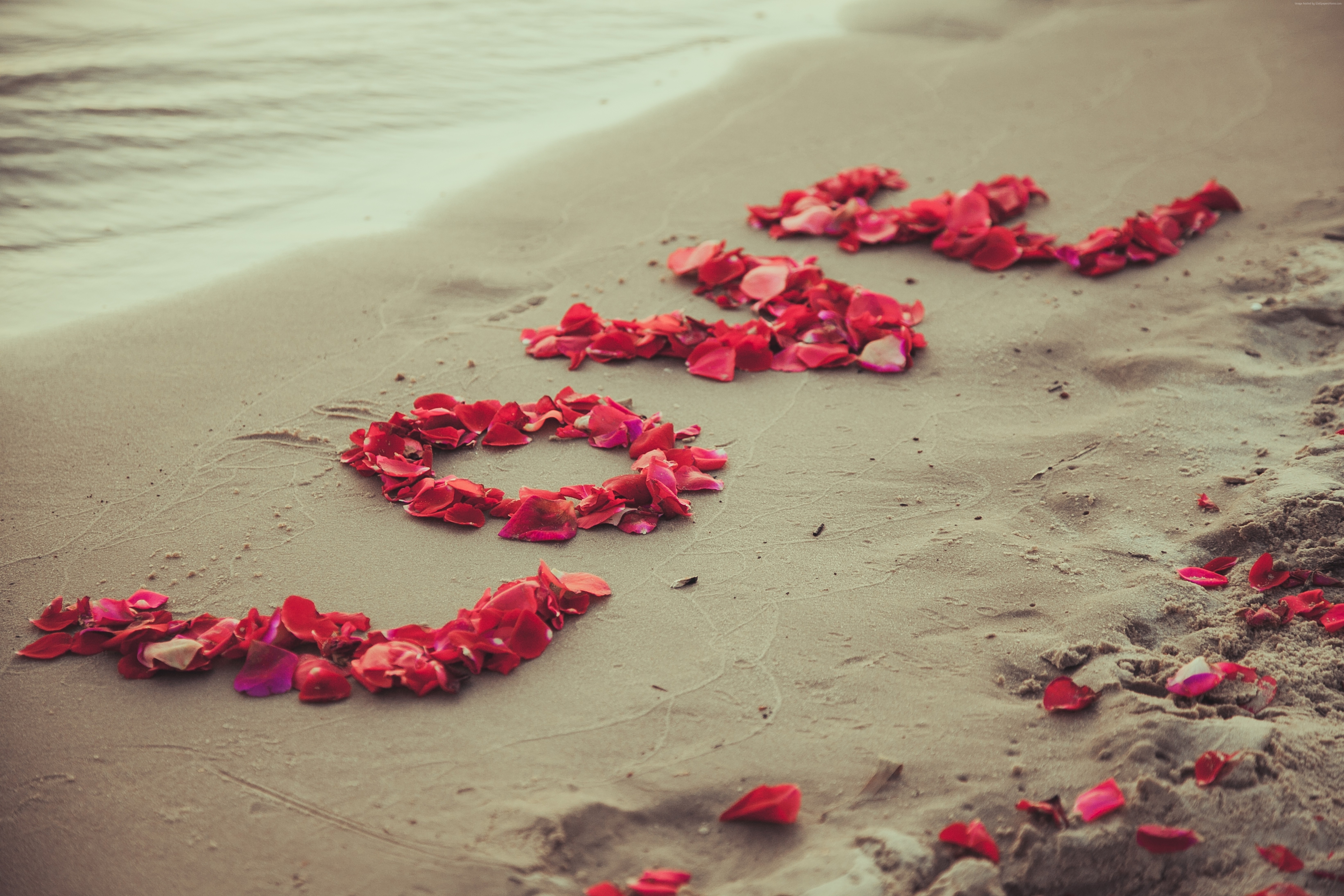 桌面上的壁纸海 沙子 红花瓣