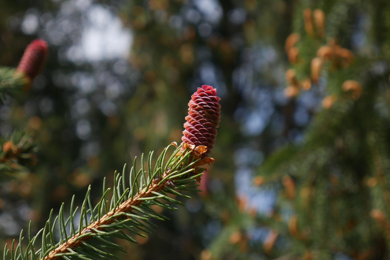 Wallpapers tree cone nature on the desktop