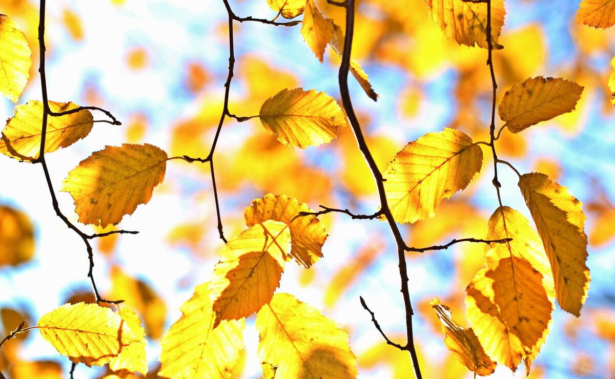 Autumn leaves in yellow