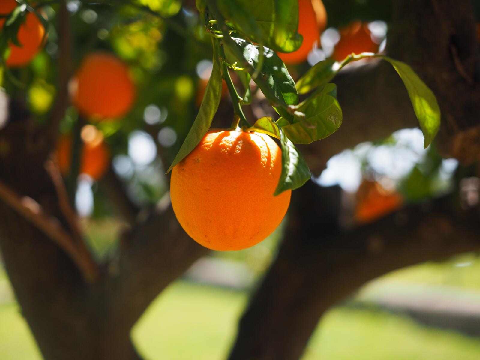 Обои ствол апельсинового дерева витамины дерево на рабочий стол