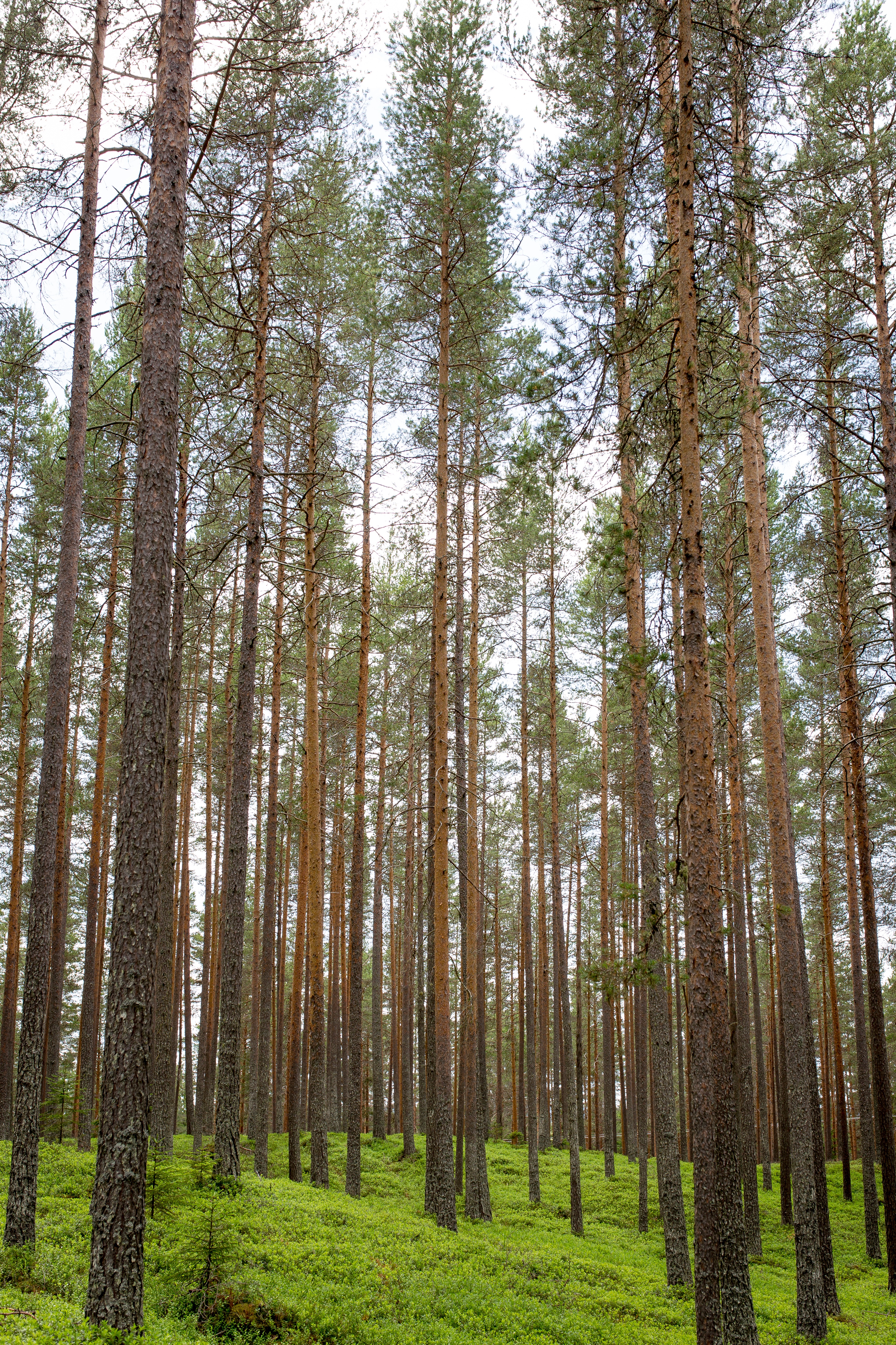 Фото бесплатно лесной массив, дерево, древесина