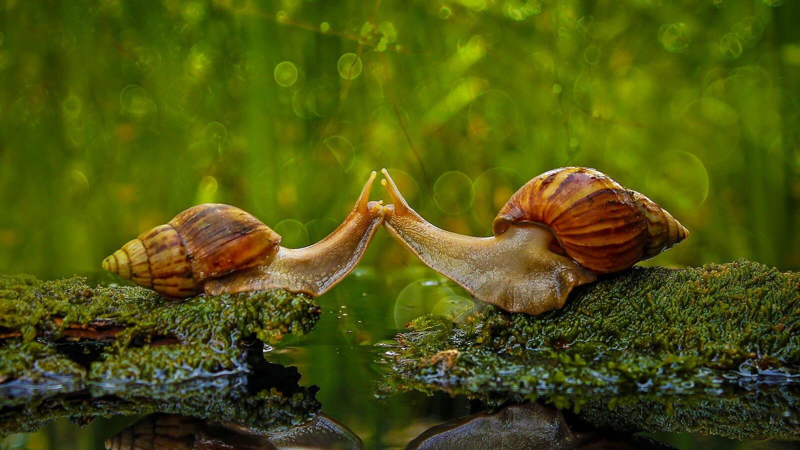 Wallpapers snails kiss macro on the desktop