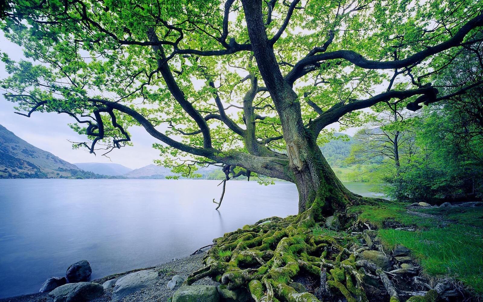 Бесплатное фото Большое старое дерево на берегу реки