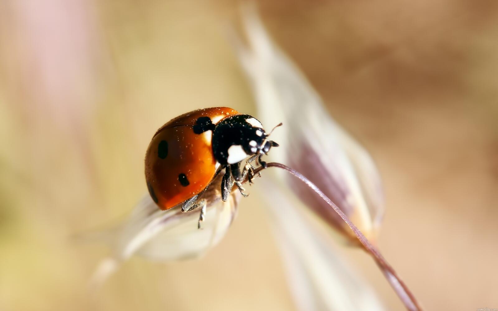 Wallpapers ladybug insect close-up on the desktop