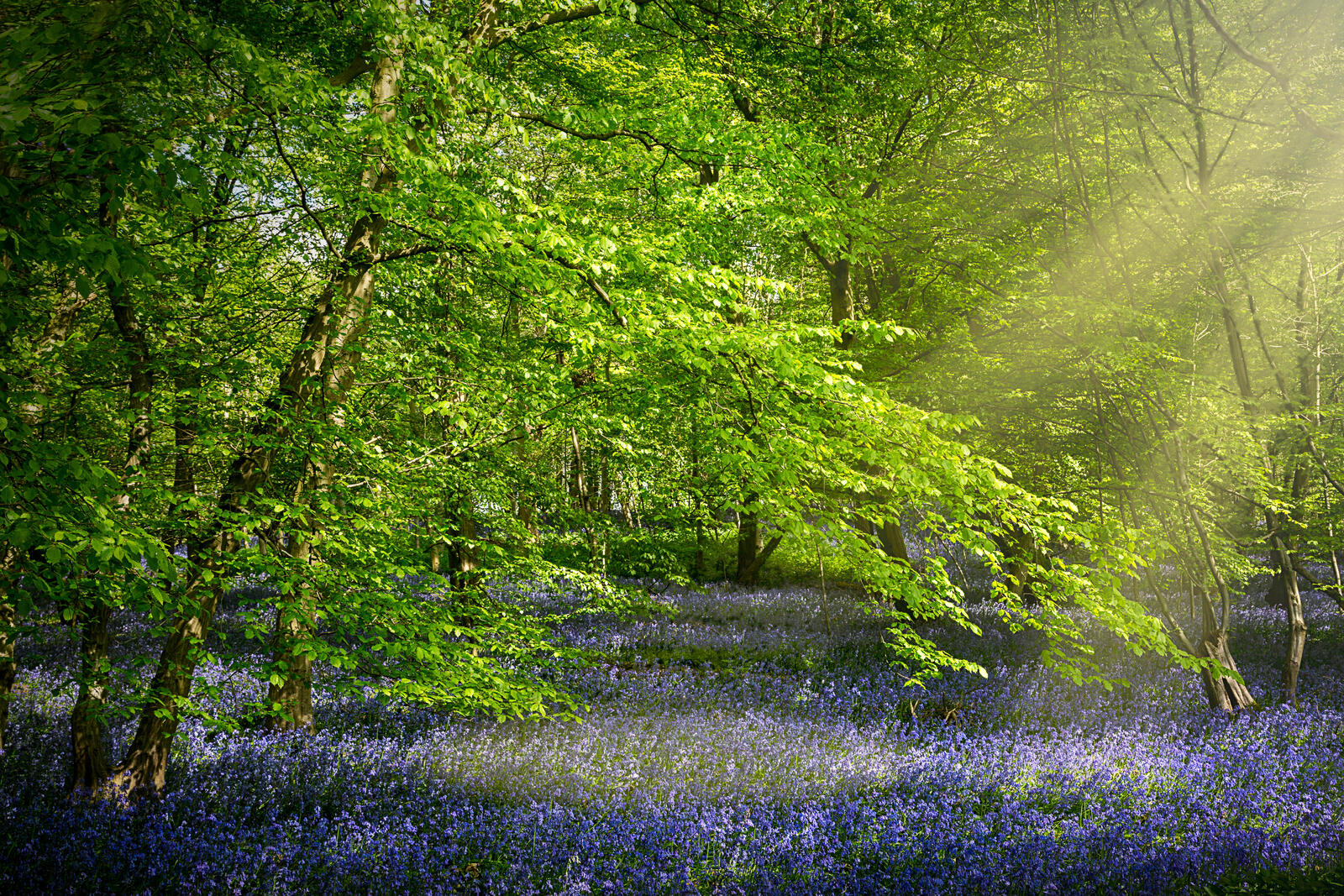 Wallpapers summer flowers forest on the desktop