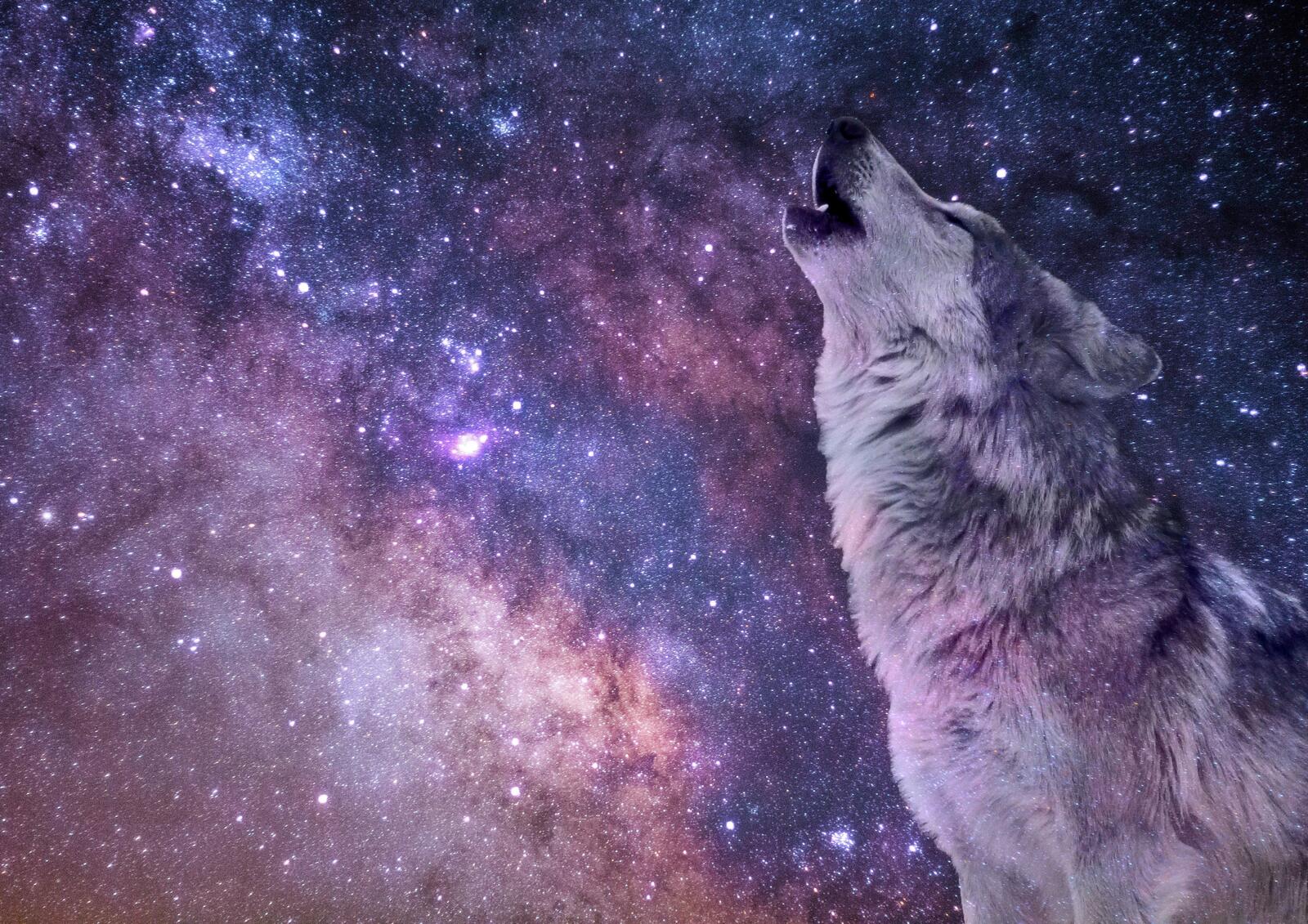 Wallpapers the milky way wolf night on the desktop