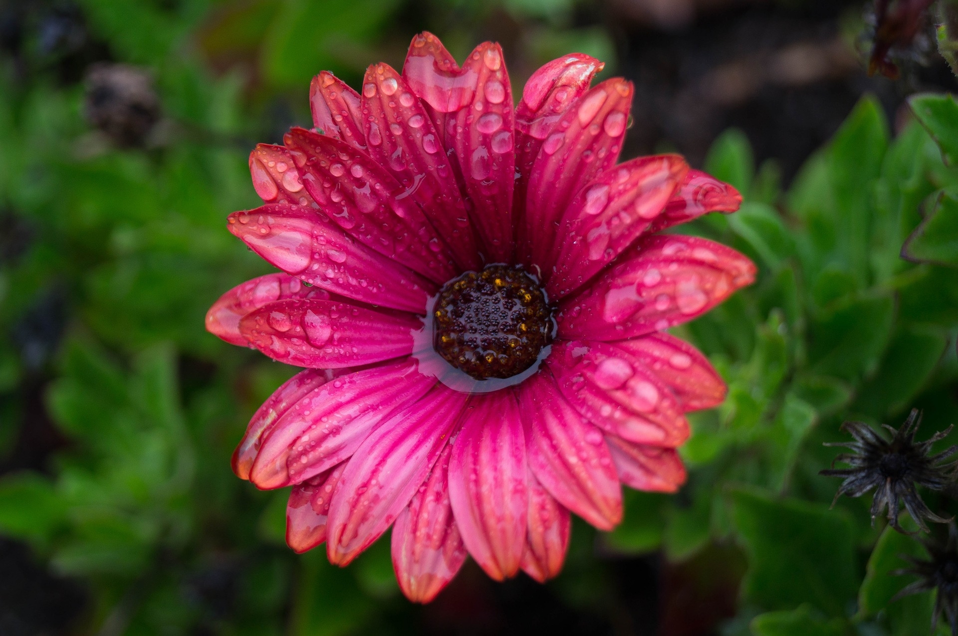 A pink flower in the rain