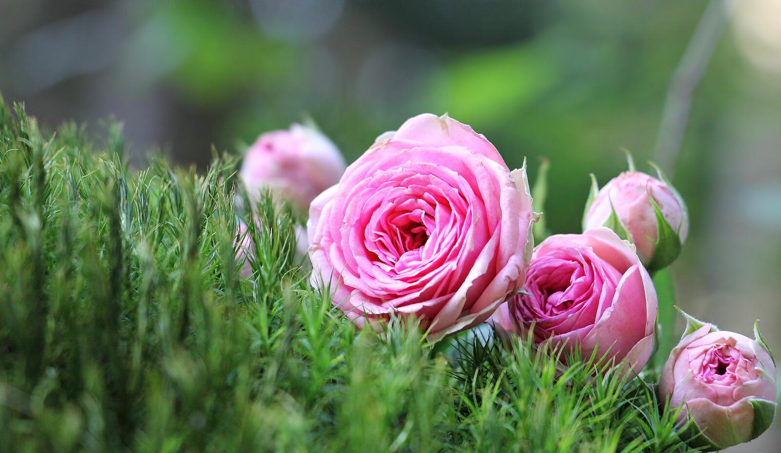 Обои розовые розы трава почки на рабочий стол