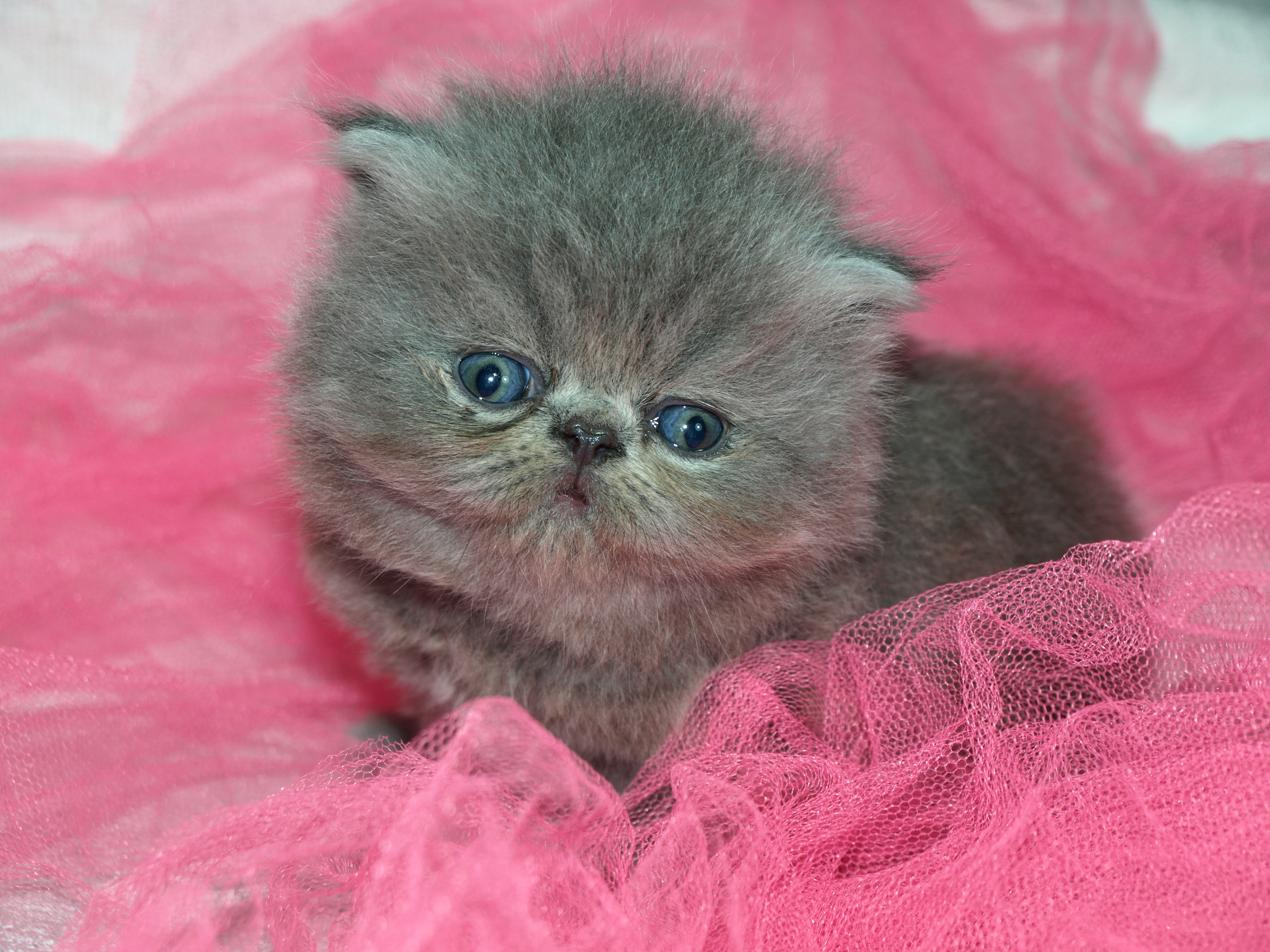 Бесплатное фото Серый котенок на розовой ткани