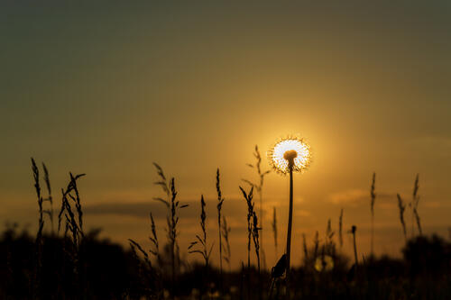 Sunny dandelion