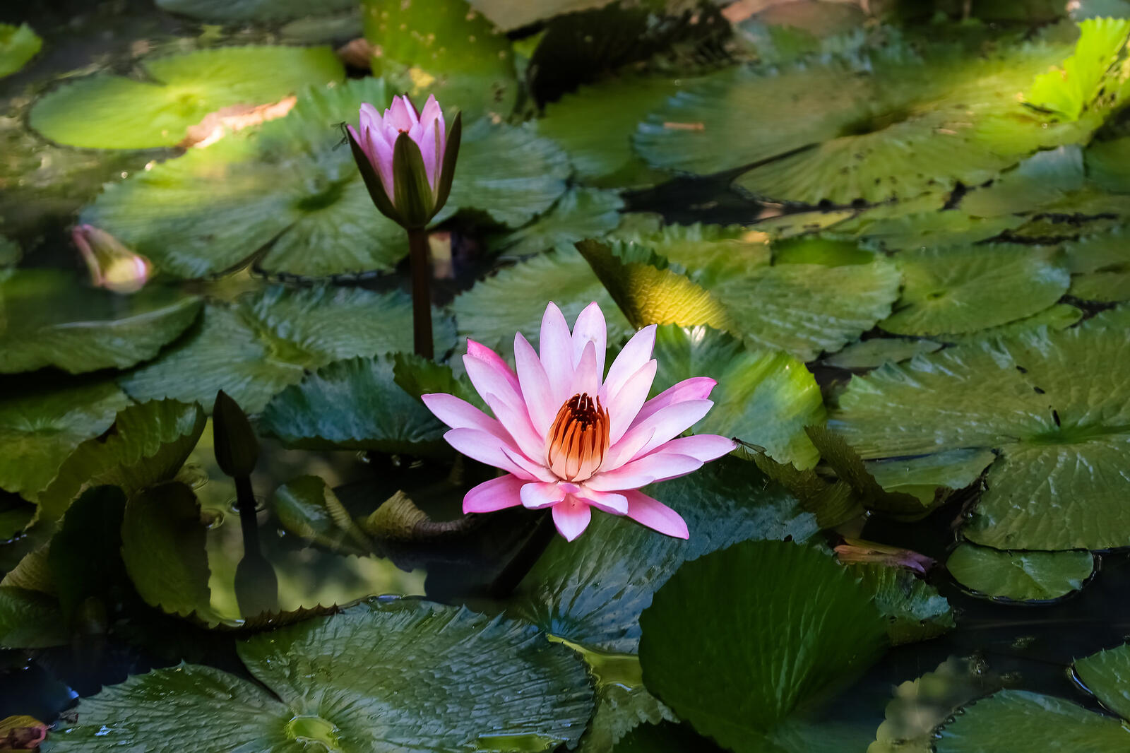 Wallpapers pond water beauty water lily on the desktop