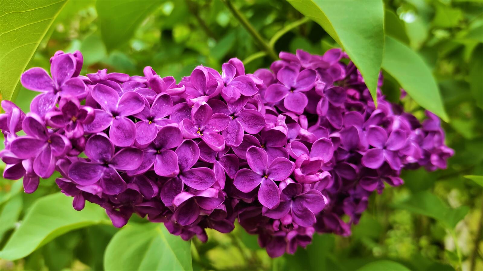 Wallpapers nature flowers lilacs on the desktop
