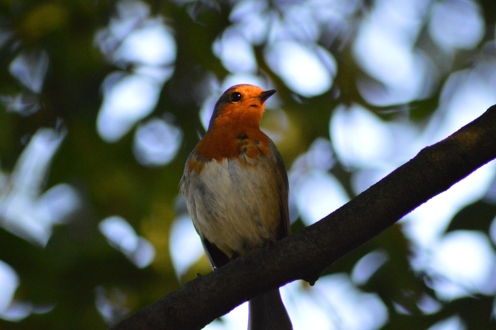 免费照片一只雀鸟坐在树枝上