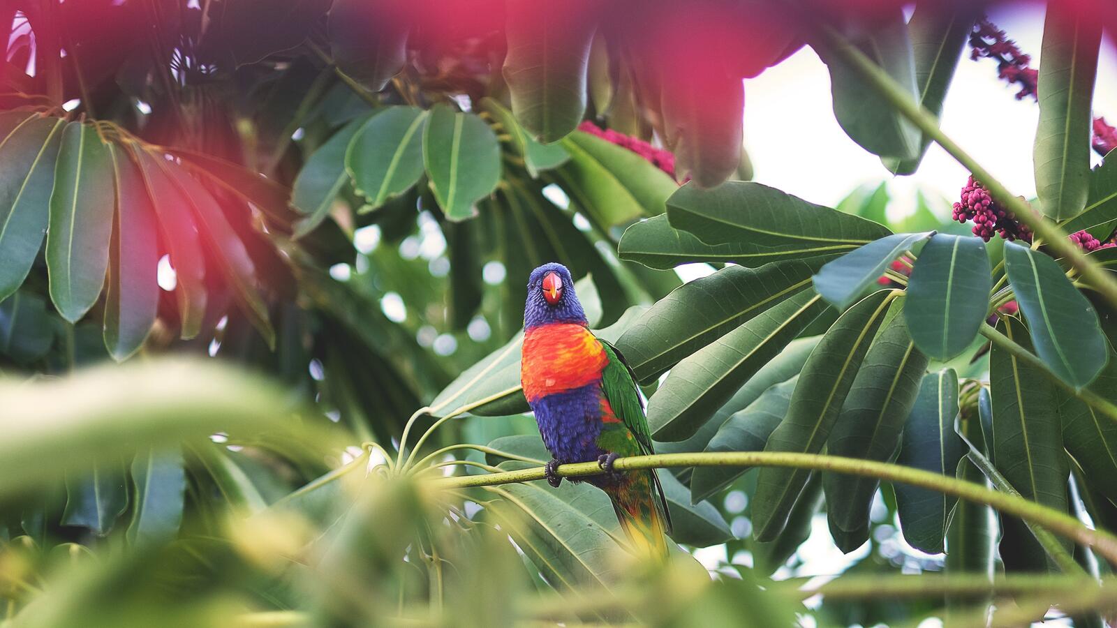 Обои попугай тропические сидит на рабочий стол