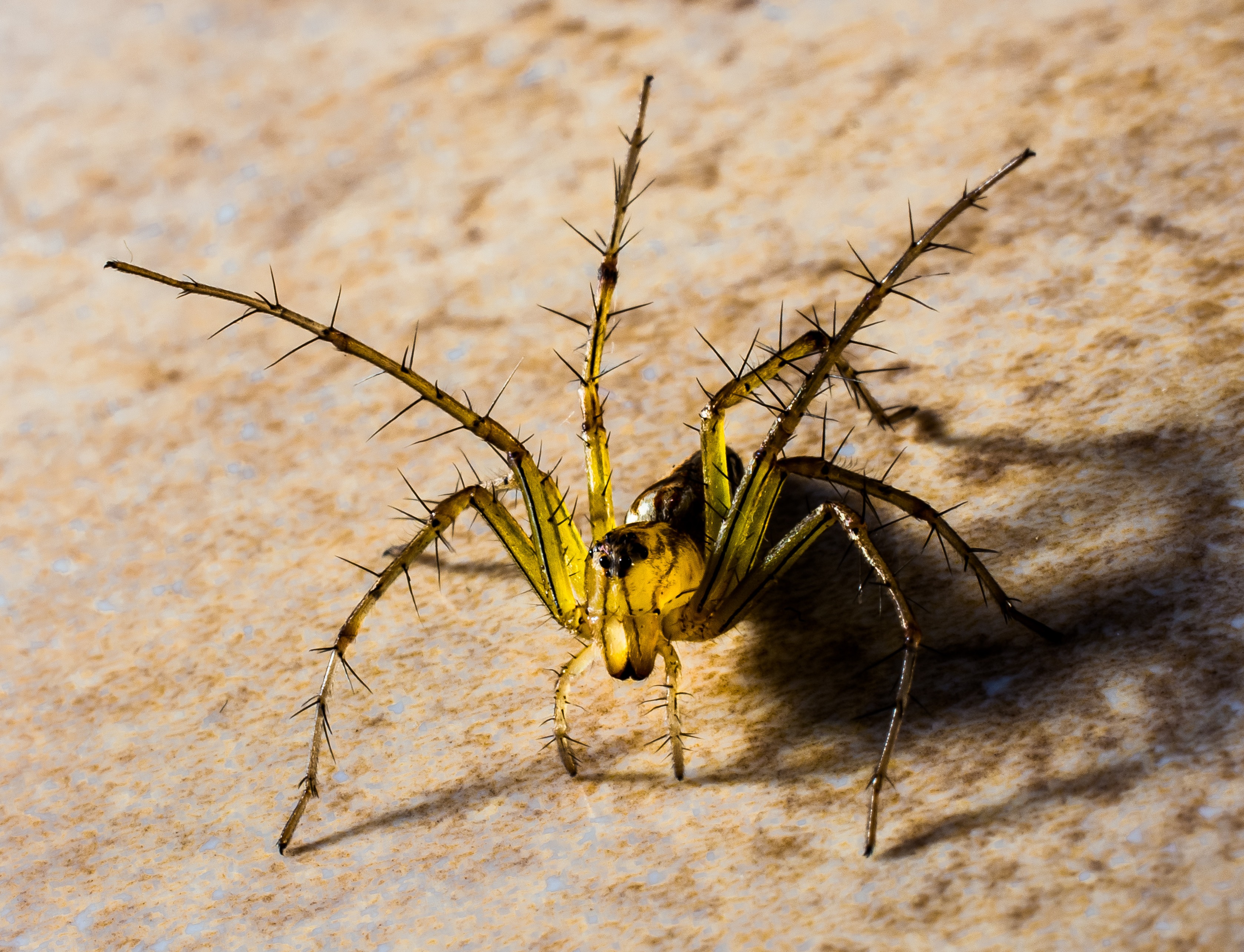 Photo free arachnids, arthropod, photos
