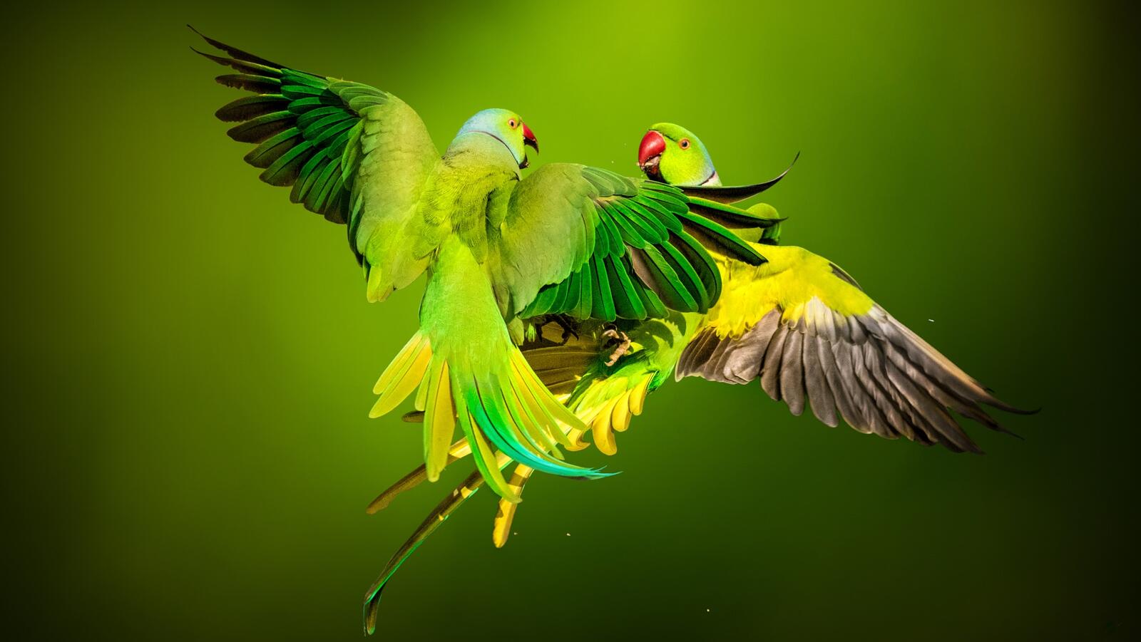 Обои Rose Ringed Parrots попугаи зелёный фон на рабочий стол