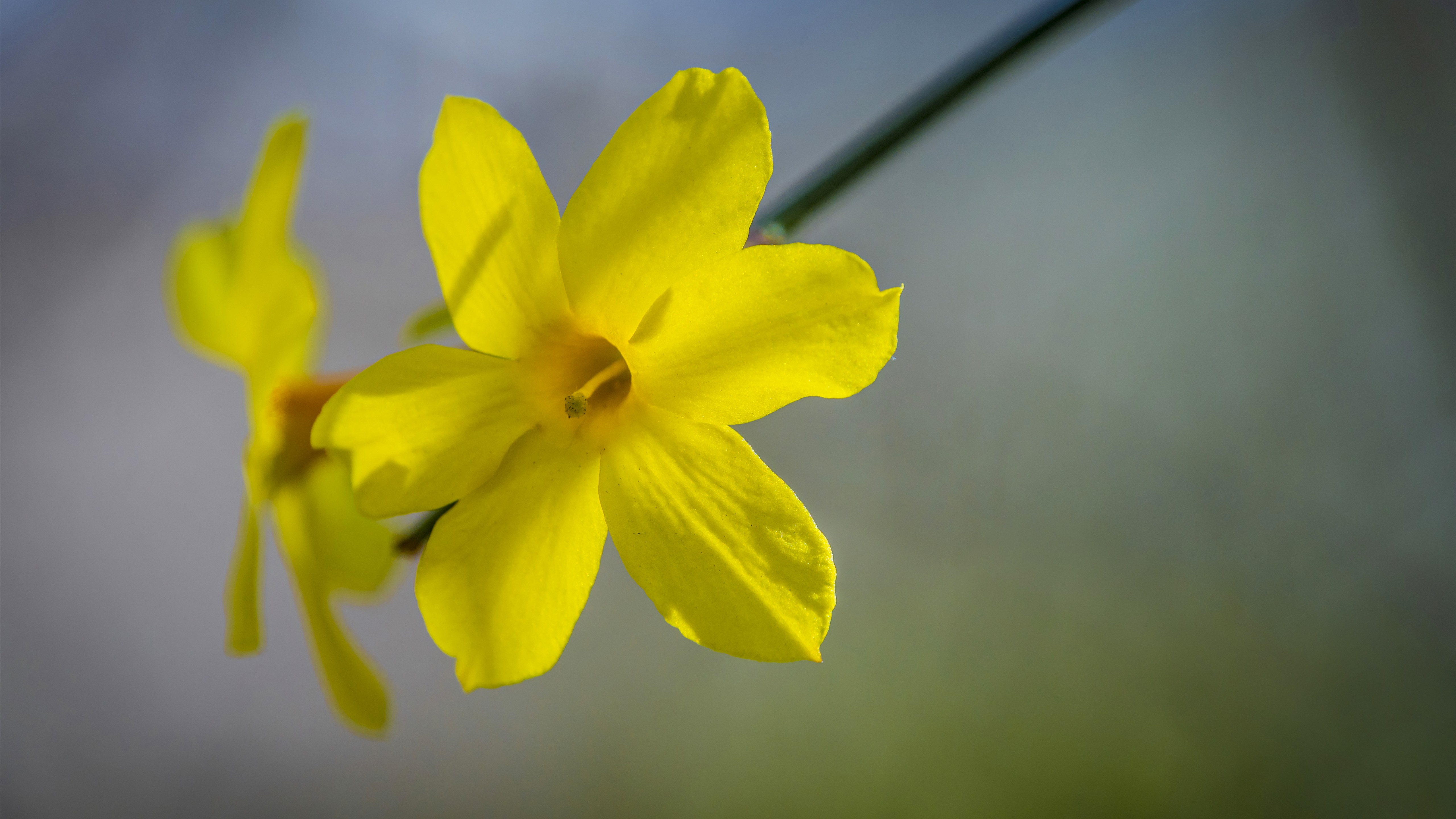 Free photo Little yellow daffodils