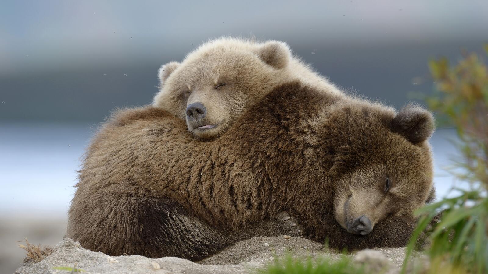 Обои семья медведей детеныш милая на рабочий стол