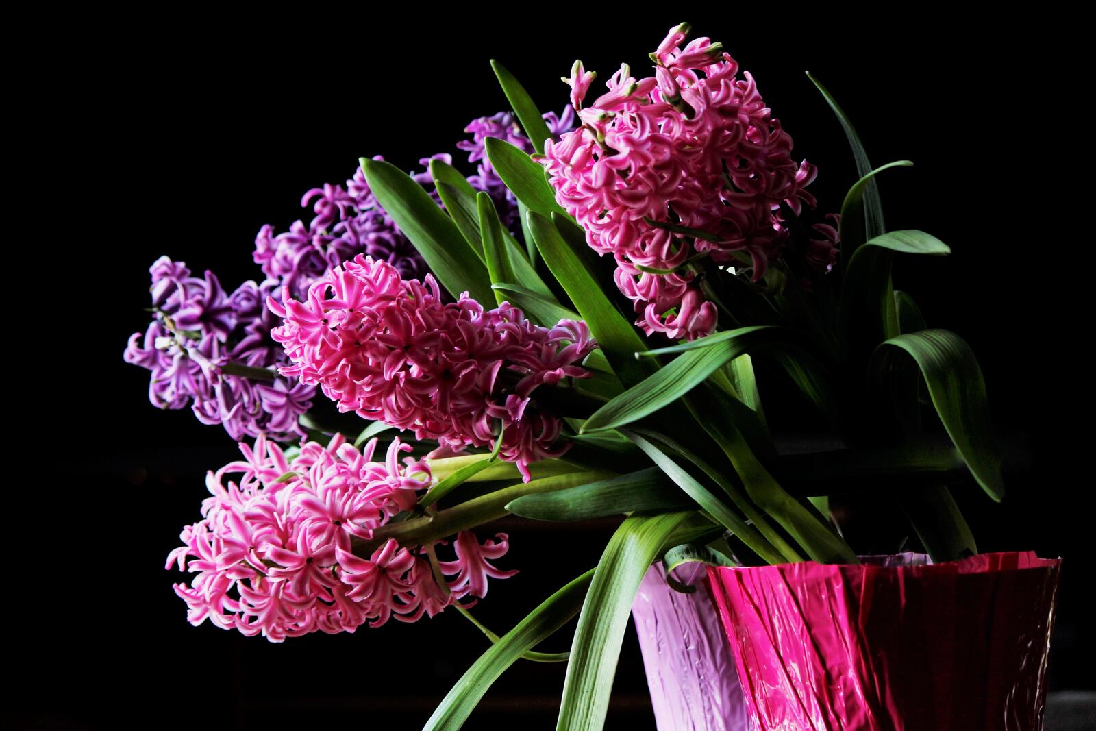 Wallpapers hyacinth bouquet black background on the desktop