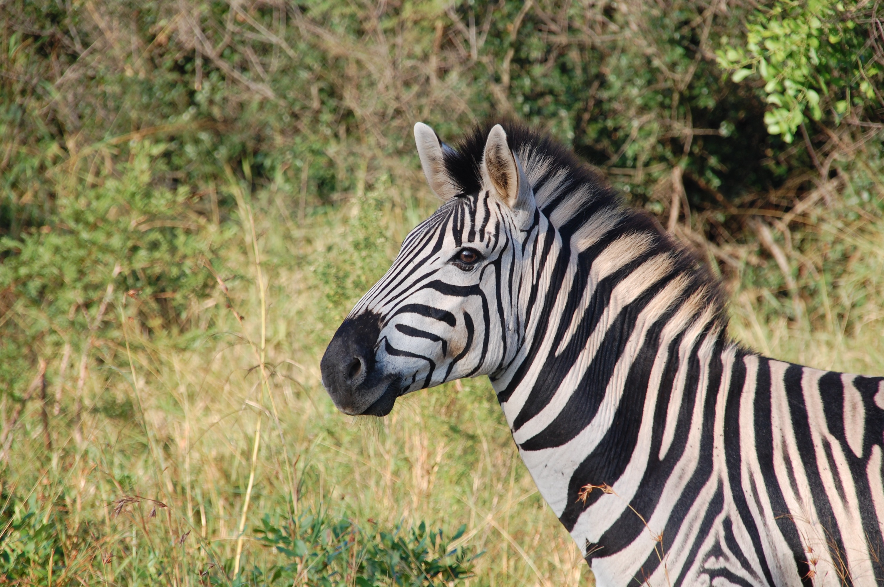 Free photo Portrait of a zebra