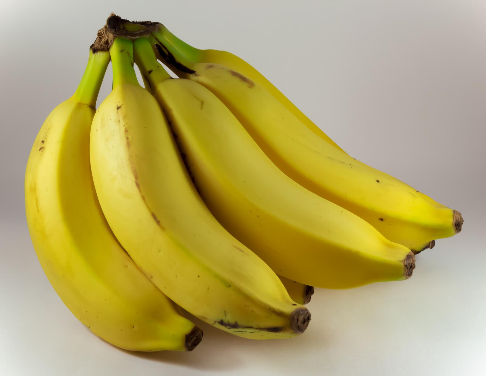 Обои растение банановая семья наземное растение на рабочий стол