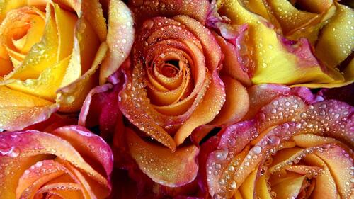 Розы с мокрыми лепестками