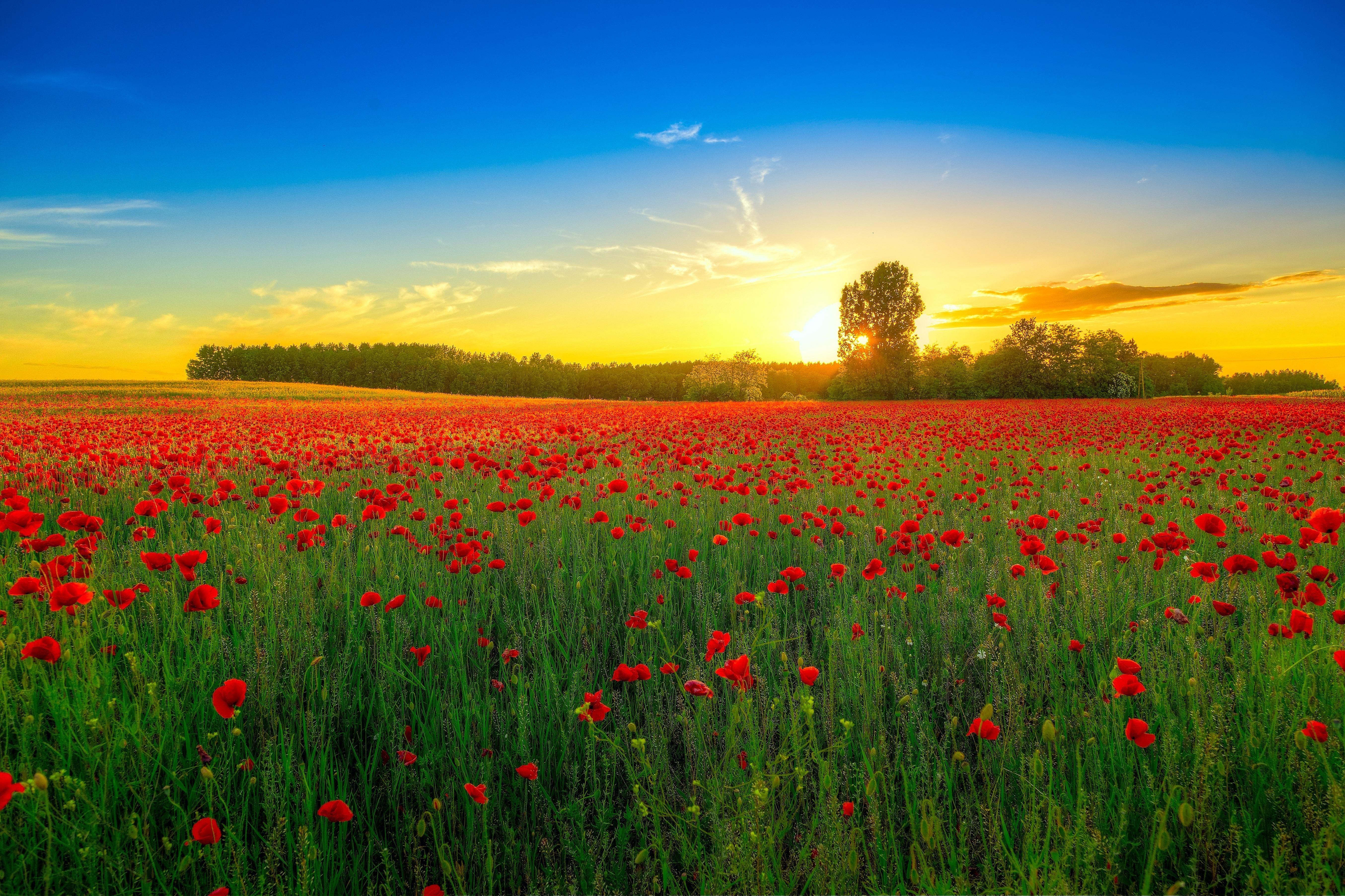 Фото бесплатно красное поле, закат, цветы