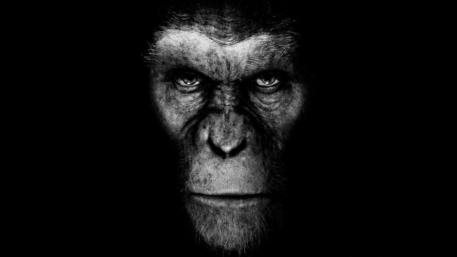 Wallpapers planet of the apes face movies on the desktop