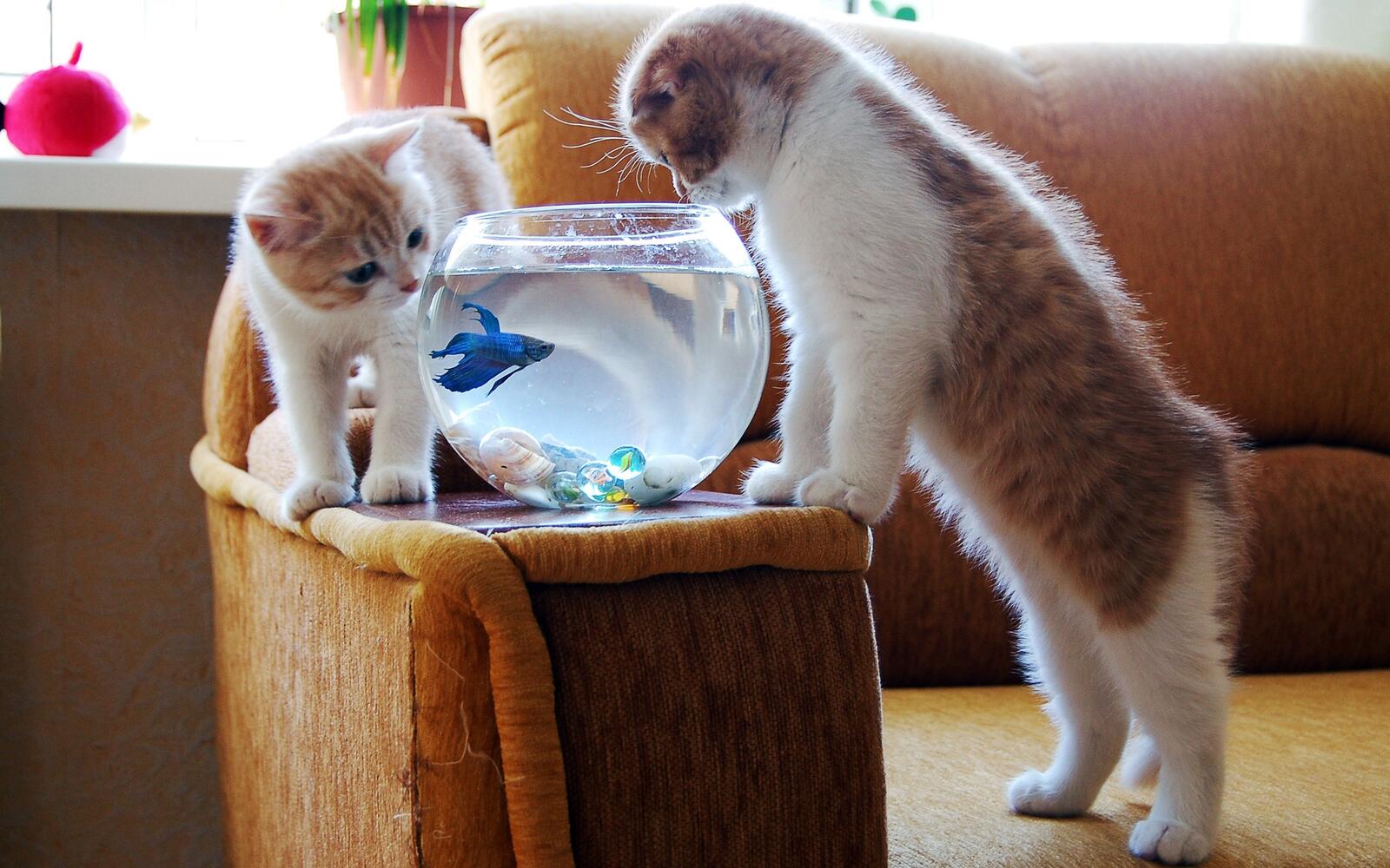 Обои кошка комната рыба на рабочий стол
