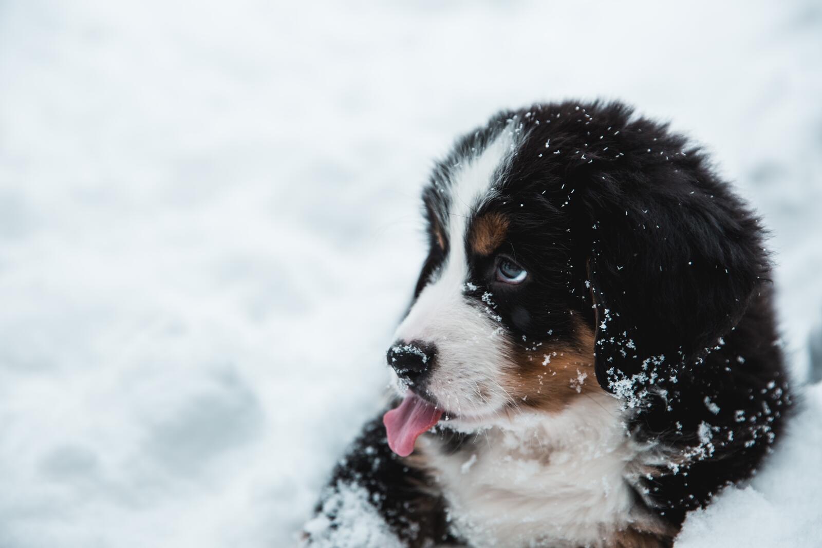 Обои симпатичный щенок снег язык на рабочий стол