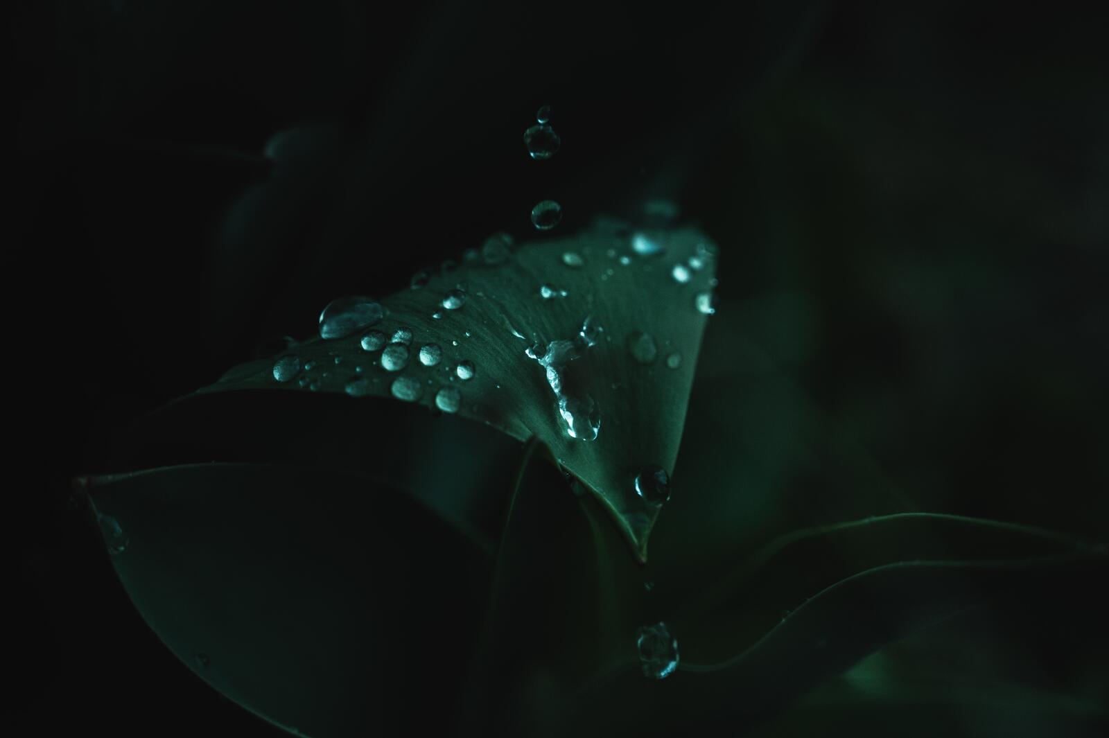 Wallpapers drops of dew wallpaper water drops leaf on the desktop