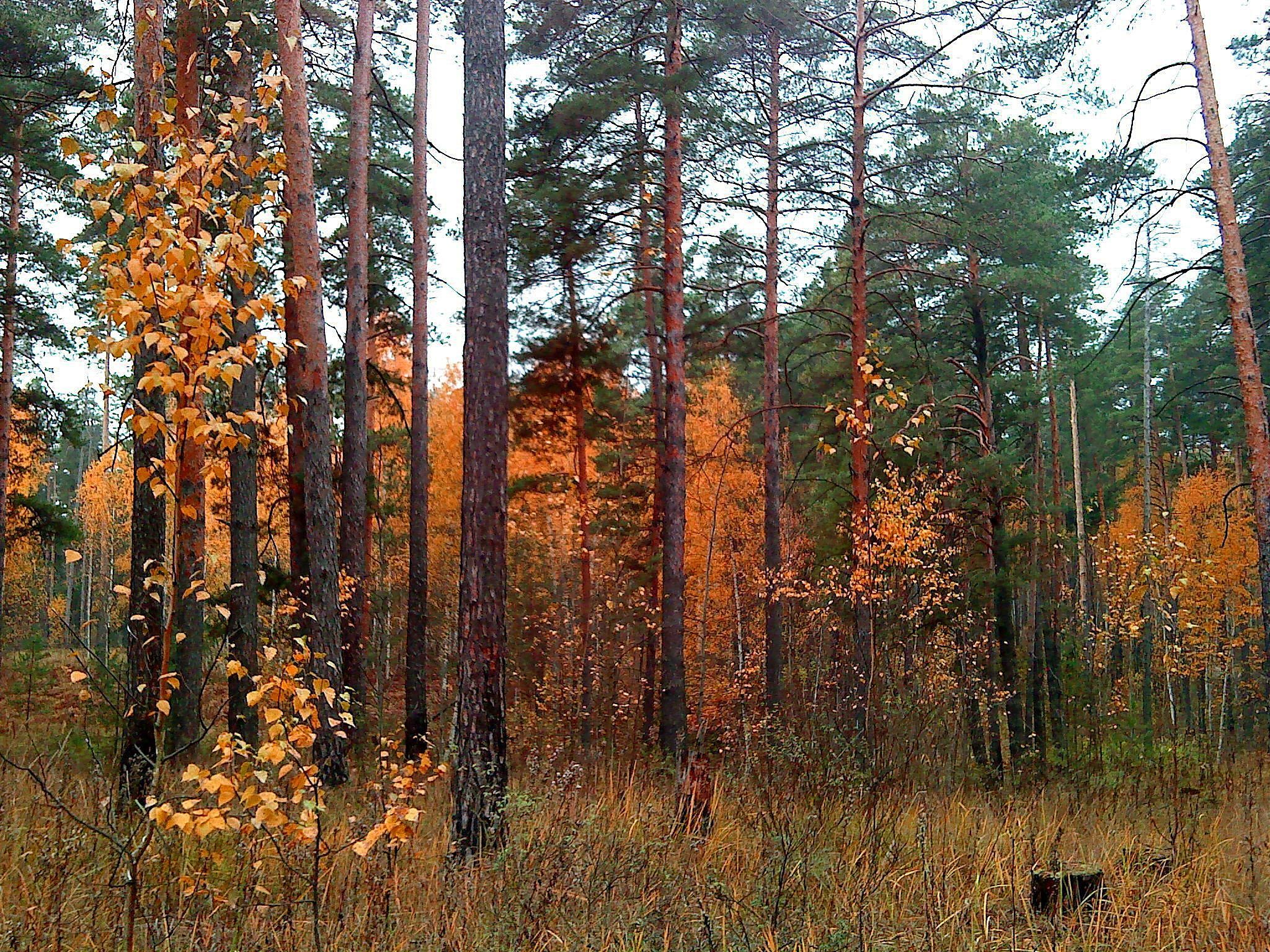 松树林中的秋天