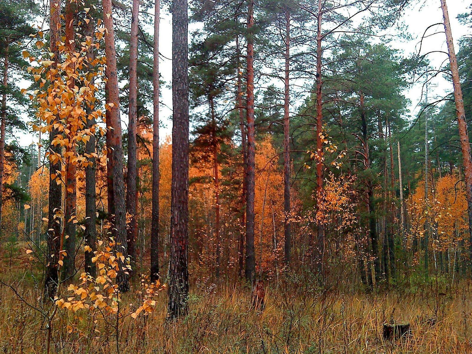 免费照片松树林中的秋天