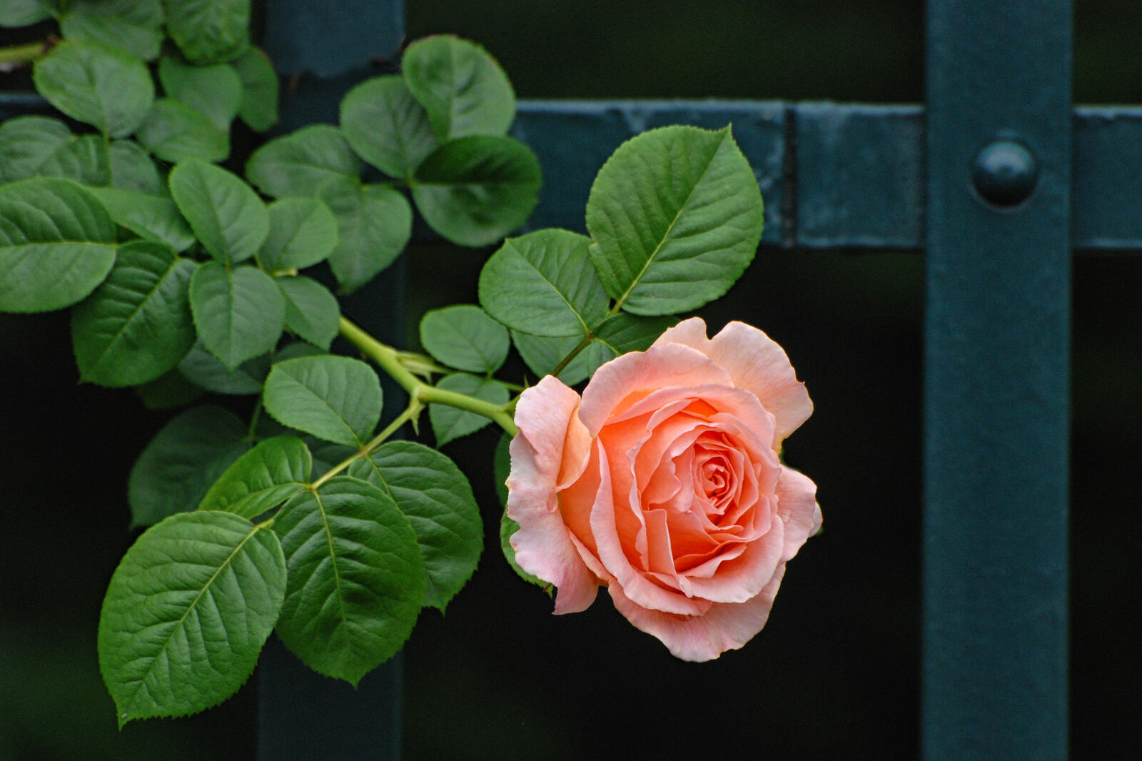 Бесплатное фото Одинокая роза на ветке