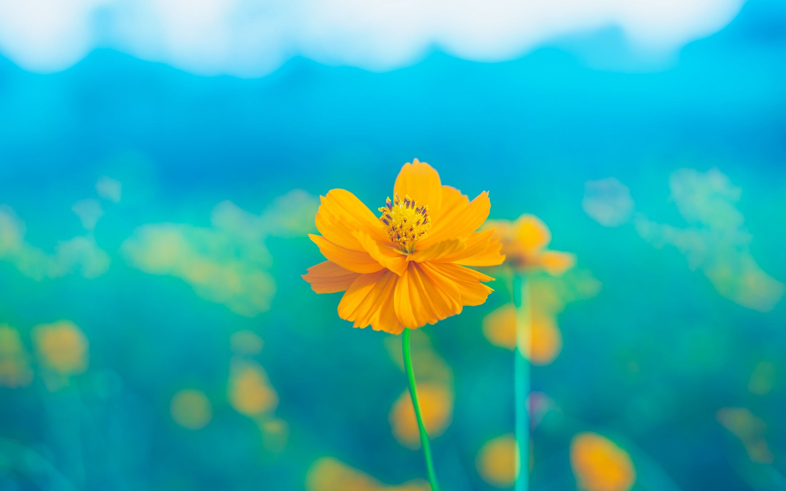 Фото бесплатно обои желтый цветок, макро, размытый фон