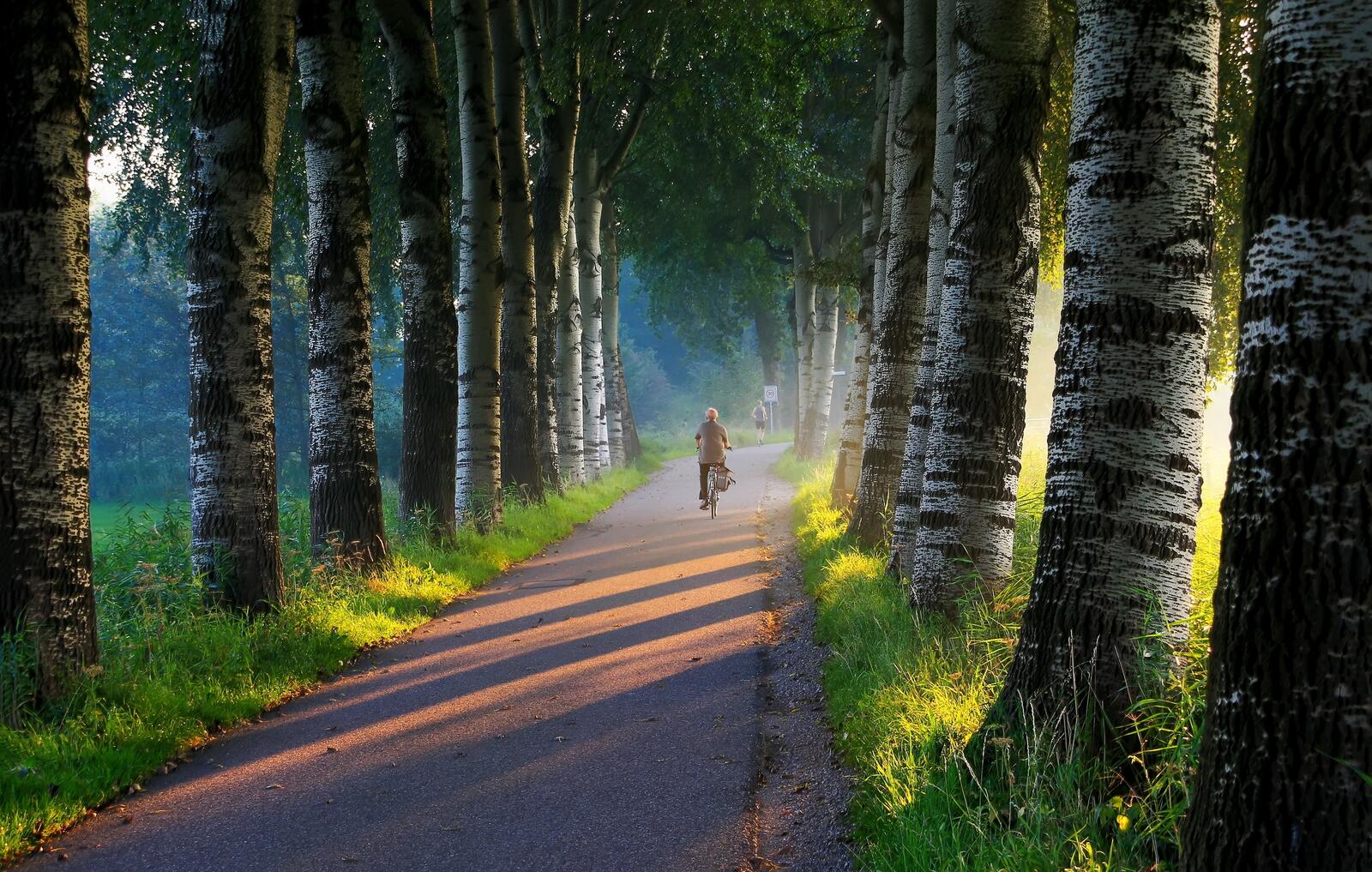 Wallpapers path trees bicycle on the desktop