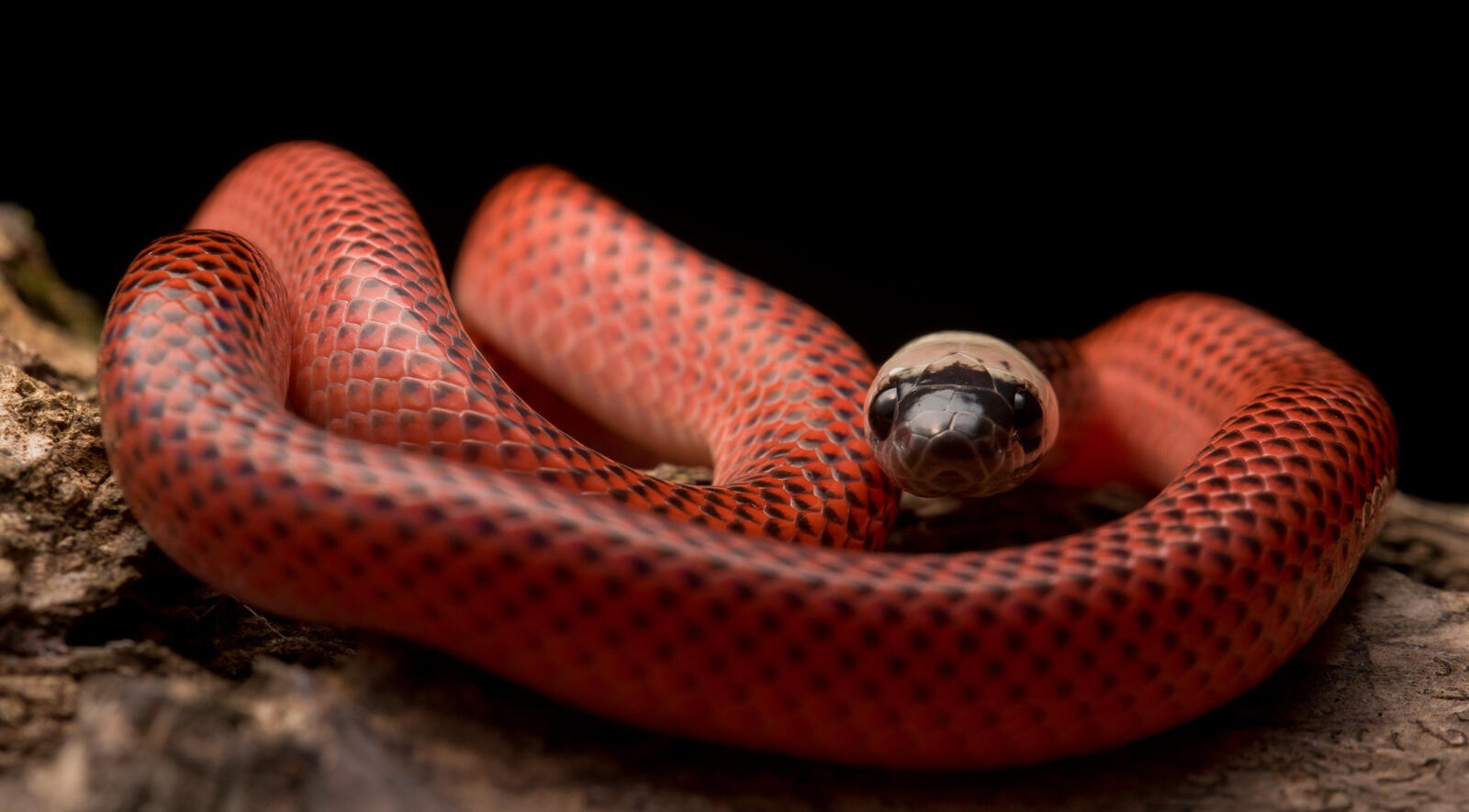 Обои рептилии прекрасная обои красная змея на рабочий стол