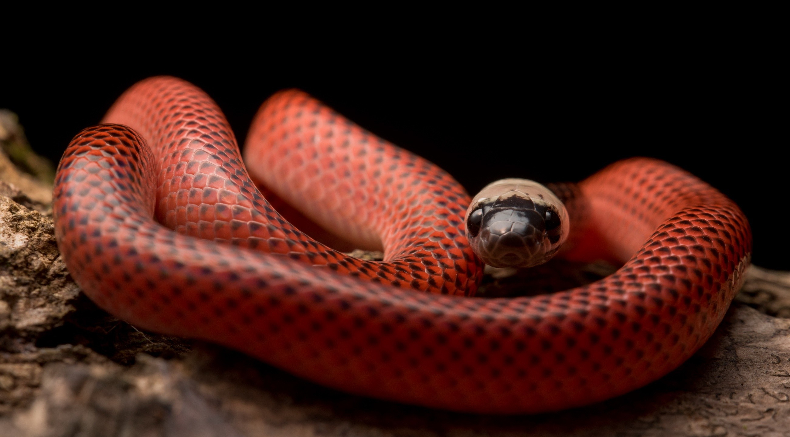 Фото бесплатно рептилии, прекрасная, обои красная змея
